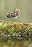 Image. Wilson's Snipe