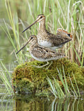 Image. Wilson's Snipe