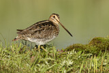Image. Wilson's Snipe