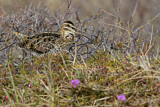 Image. Wilson's Snipe