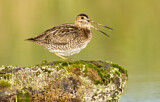 Image. Wilson's Snipe