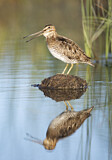 Image. Wilson's Snipe