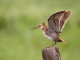 Image. Wilson's Snipe