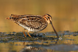Image. Wilson's Snipe