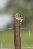 Image. Wilson's Snipe
