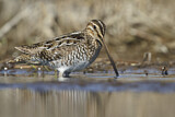 Image. Wilson's Snipe