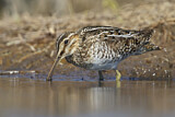 Image. Wilson's Snipe
