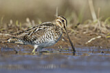 Image. Wilson's Snipe