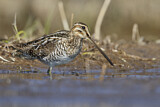 Image. Wilson's Snipe