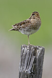 Image. Wilson's Snipe