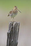 Image. Wilson's Snipe