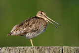 Image. Wilson's Snipe