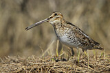 Image. Wilson's Snipe