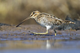 Image. Wilson's Snipe