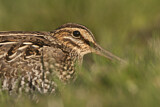 Image. Wilson's Snipe