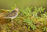 Image. Wilson's Snipe