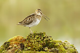 Image. Wilson's Snipe