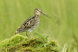 Image. Wilson's Snipe