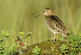 Image. Wilson's Snipe