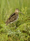 Image. Wilson's Snipe