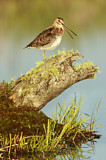 Image. Wilson's Snipe