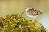 Image. Wilson's Snipe