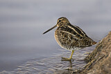 Image. Wilson's Snipe