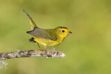 Image. Wilson's Warbler
