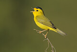 Image. Wilson's Warbler