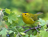Image. Wilson's Warbler