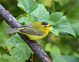 Image. Wilson's Warbler