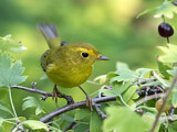 Image. Wilson's Warbler
