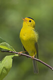 Image. Wilson's Warbler