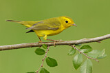 Image. Wilson's Warbler