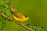 Image. Wilson's Warbler
