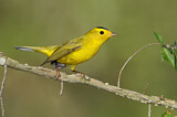 Image. Wilson's Warbler