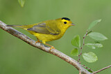 Image. Wilson's Warbler
