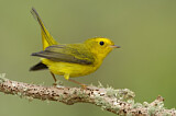 Image. Wilson's Warbler