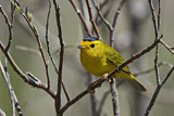 Image. Wilson's Warbler