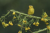 Image. Wilson's Warbler