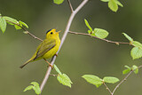 Image. Wilson's Warbler