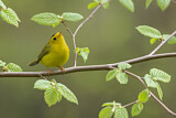 Image. Wilson's Warbler