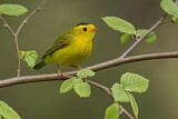 Image. Wilson's Warbler