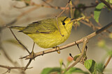 Image. Wilson's Warbler
