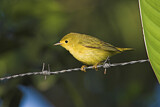 Image. Wilson's Warbler