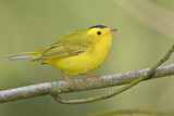 Image. Wilson's Warbler