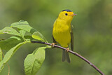 Image. Wilson's Warbler