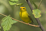 Image. Wilson's Warbler