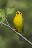 Image. Wilson's Warbler