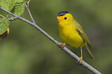 Image. Wilson's Warbler